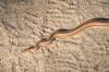 2018 October Rosy Boa