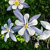 2019 August Colorado Columbine on the Alpine Lake Loop