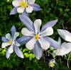 2019 August Colorado Columbine on the Alpine Lake Loop