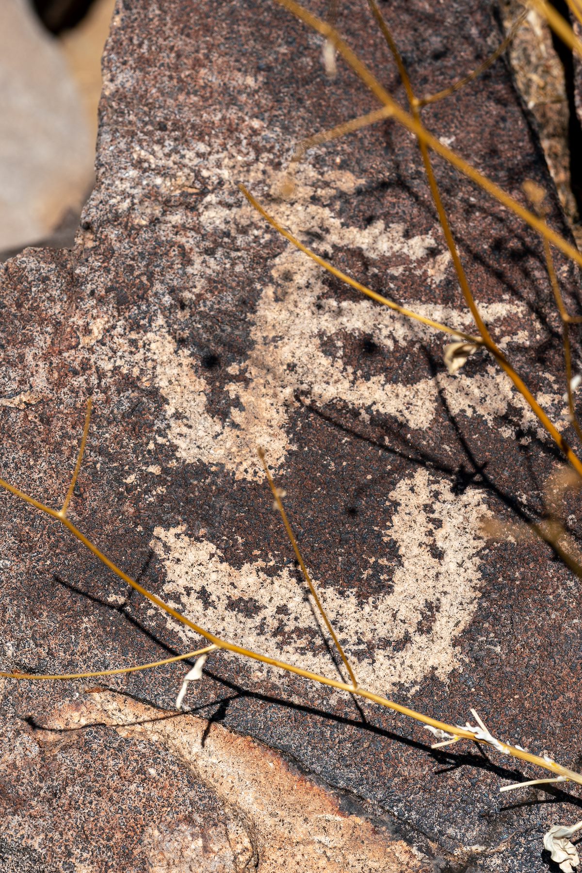 2019 August Picacho Mountain Petroglyphs 09