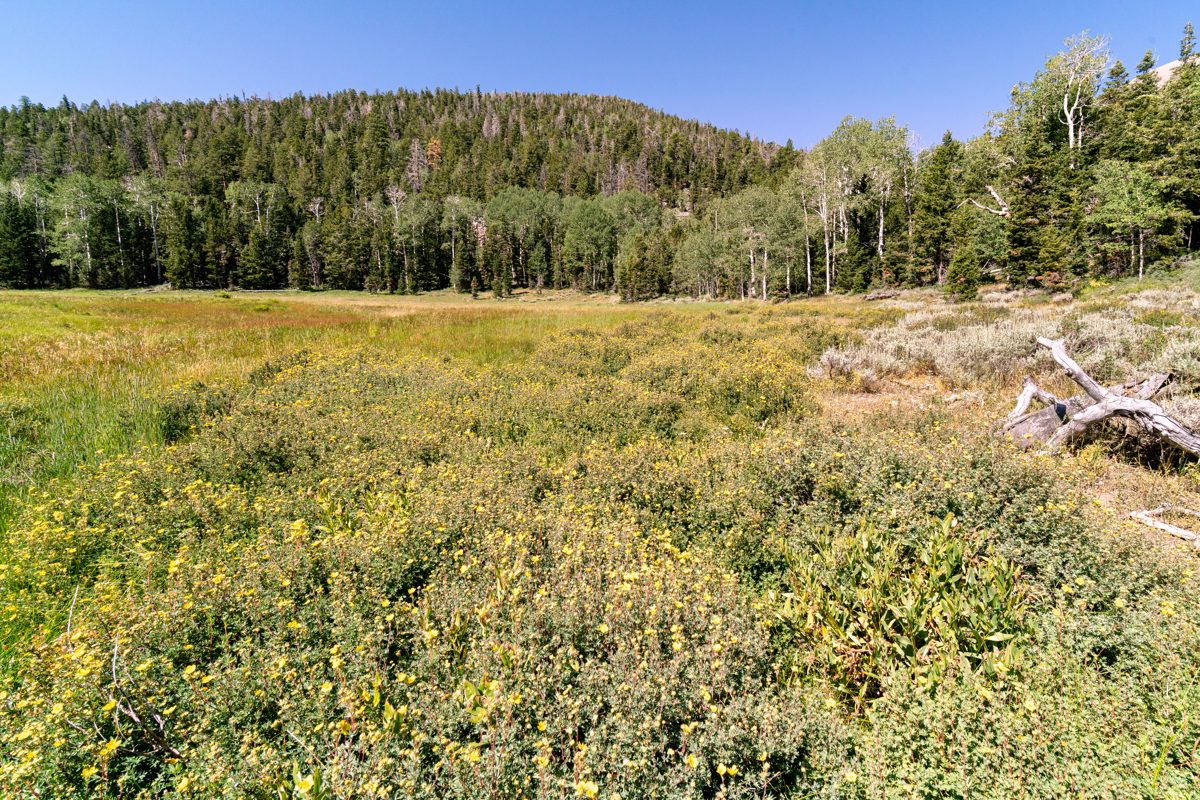 2019 August South Fork of Baker Creek