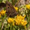 2019 August Wood Nymph on Goldenrod