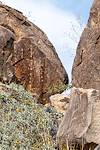 2019 February Tortolita Atlatl Ridge Petroglyphs 01