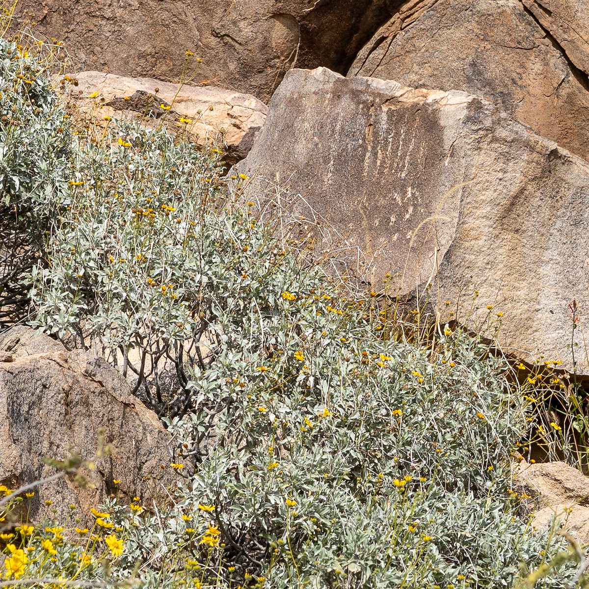 2019 February Tortolita Atlatl Ridge Petroglyphs 03