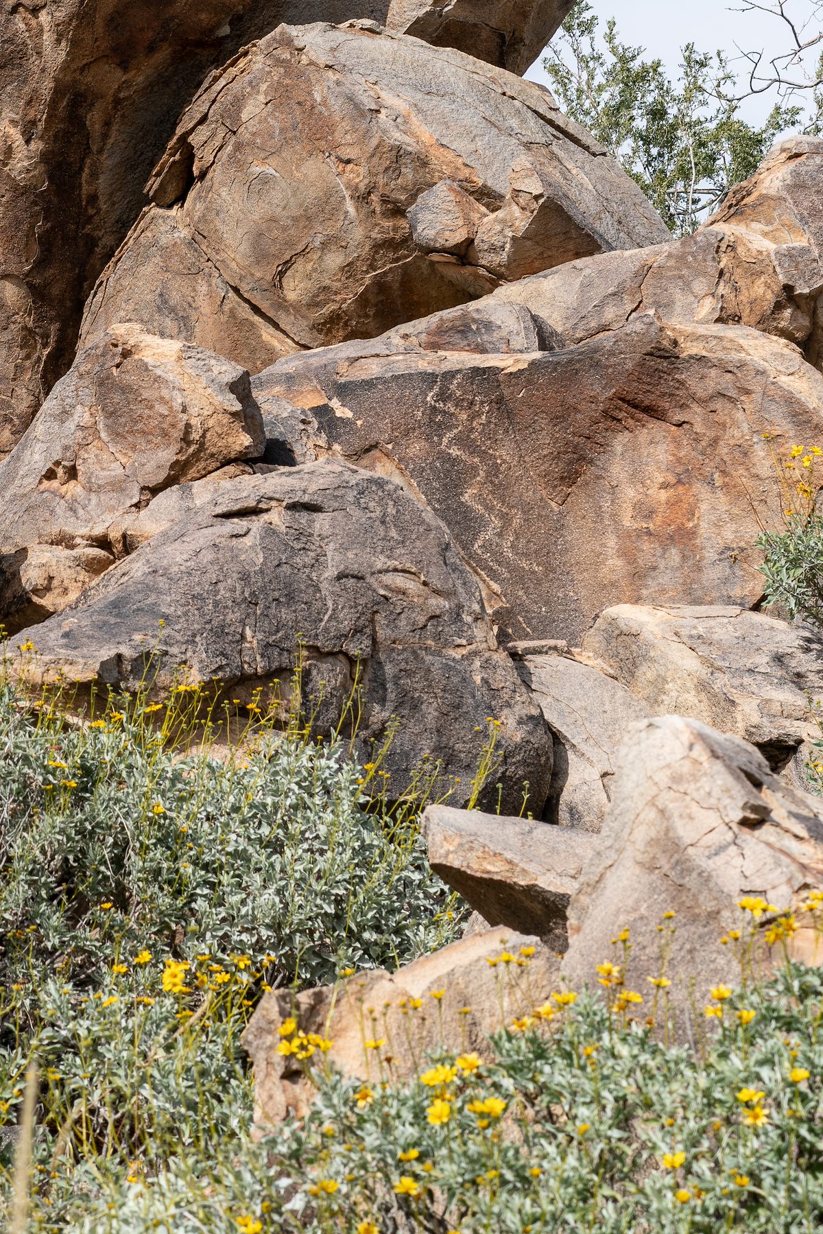 2019 February Tortolita Atlatl Ridge Petroglyphs 04