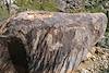 2019 March Petroglyphs above Wild Burro Canyon 02