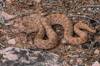 2019 March Rattlesnake on the Rim Trail Loop in Hovenweep National Monument