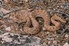 2019 March Rattlesnake on the Rim Trail Loop in Hovenweep National Monument