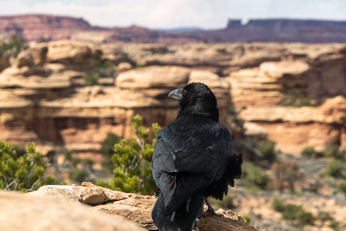 2019 March Visit from a local on the Slickrock Trail