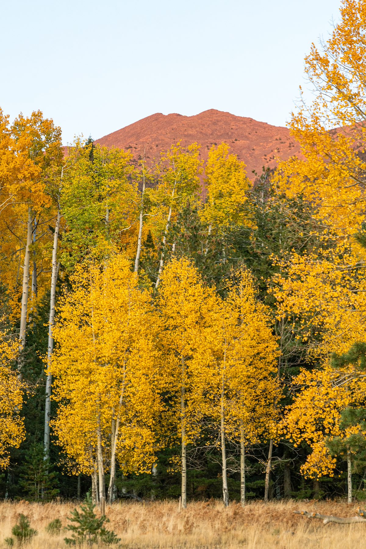 2019 October Aspens in the Snowbowl Area