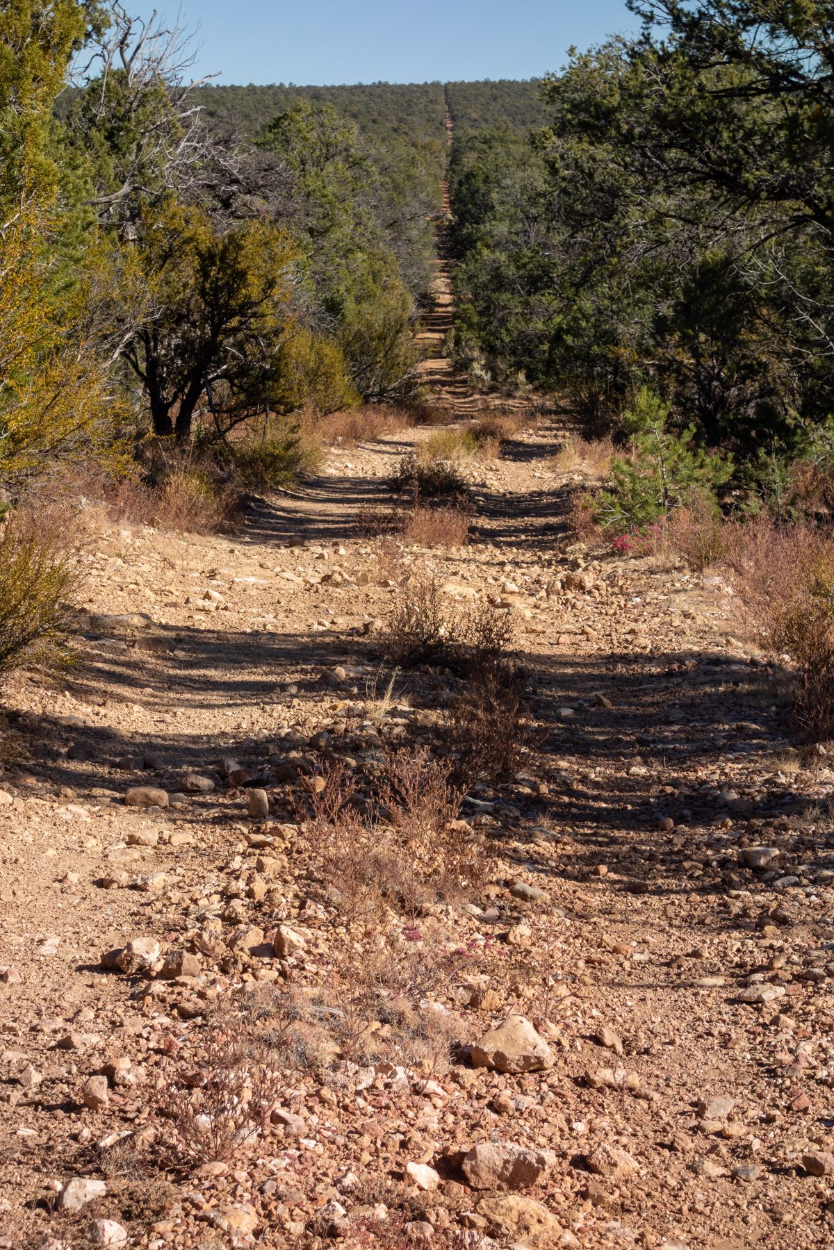 A rough dirt road cuts a man made straight line thru a green forest all the way to the top of a distant hill.