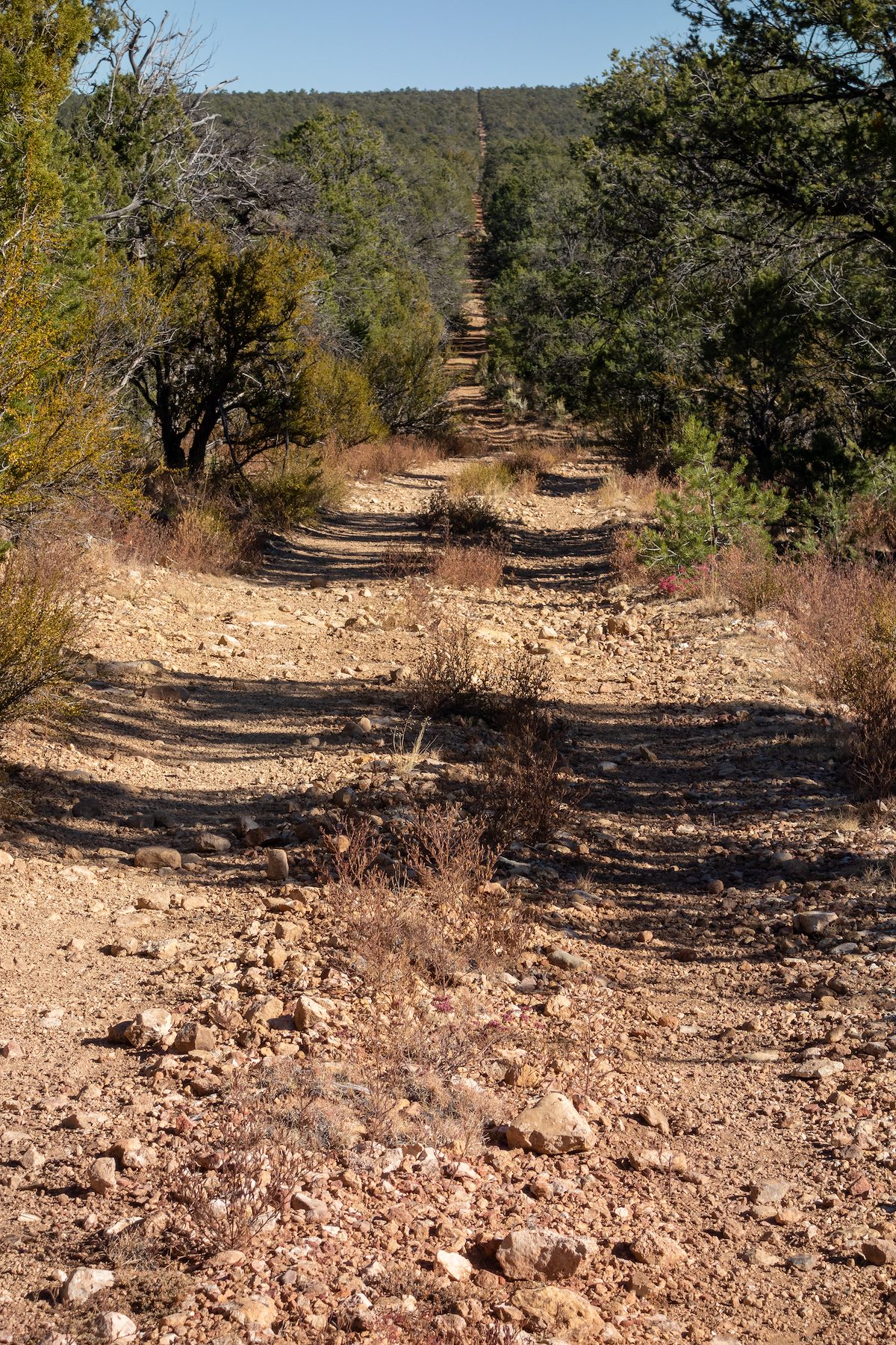 A rough dirt road cuts a man made straight line thru a green forest all the way to the top of a distant hill.