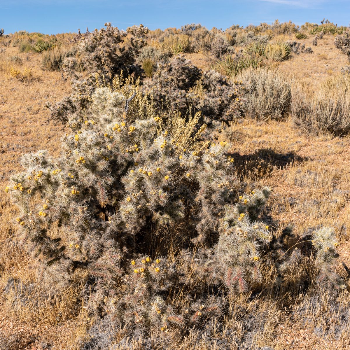 2019 October Cholla