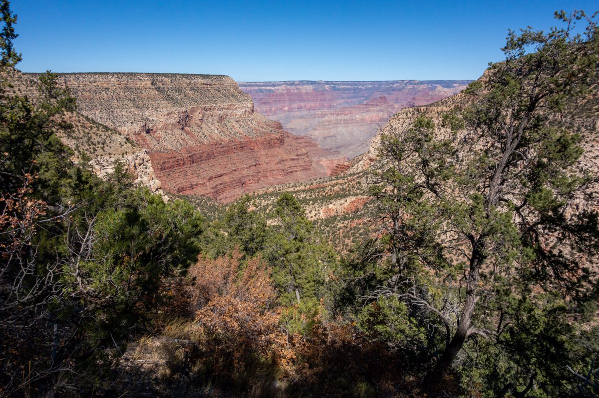 Trees obscure the lower part of the view leaving a V shaped view out across the Grand Canyon.