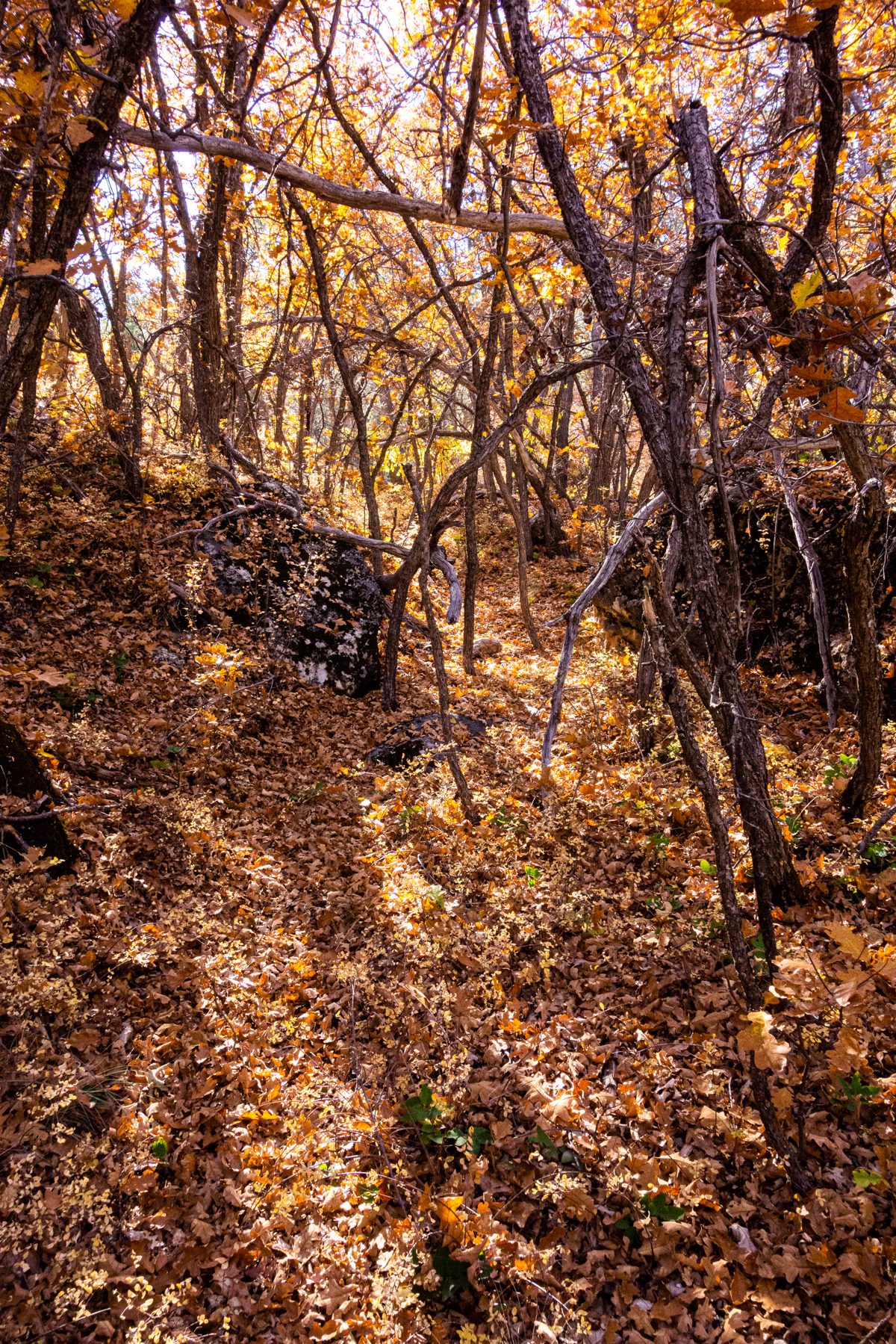 Orange yellow leaves and sun - thin on small trees, thick on the ground.