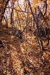 Orange yellow leaves and sun - thin on small trees, thick on the ground.