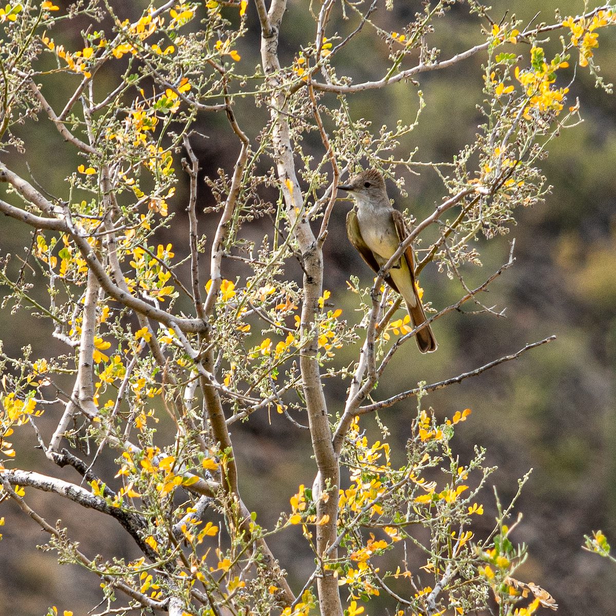 2020 April Ash Throtted Fly Catcher in an Ironwood Tree