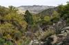 2020 April Just off the Miller Creek Trail looking towards the Little Rincon Mountains