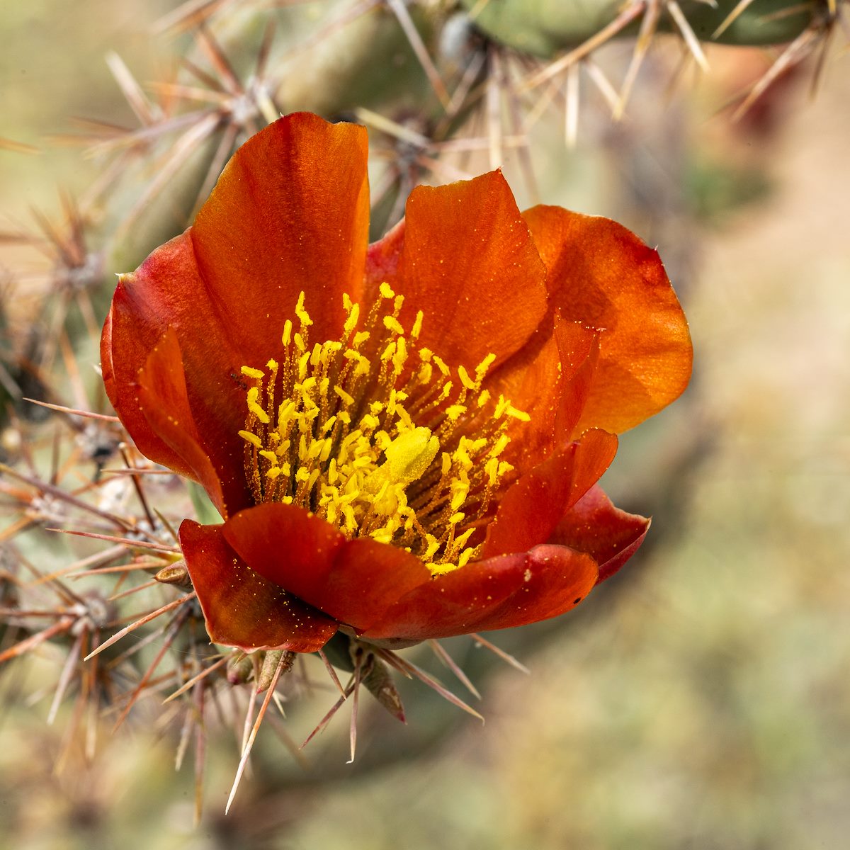 2020 April Red Cholla Flower in the Waterman Mountains