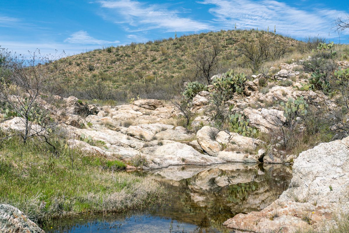 2020 April Shaw Canyon in the Rincon Mountain Wilderness