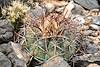 2020 April Smaller Turks Head Cactus