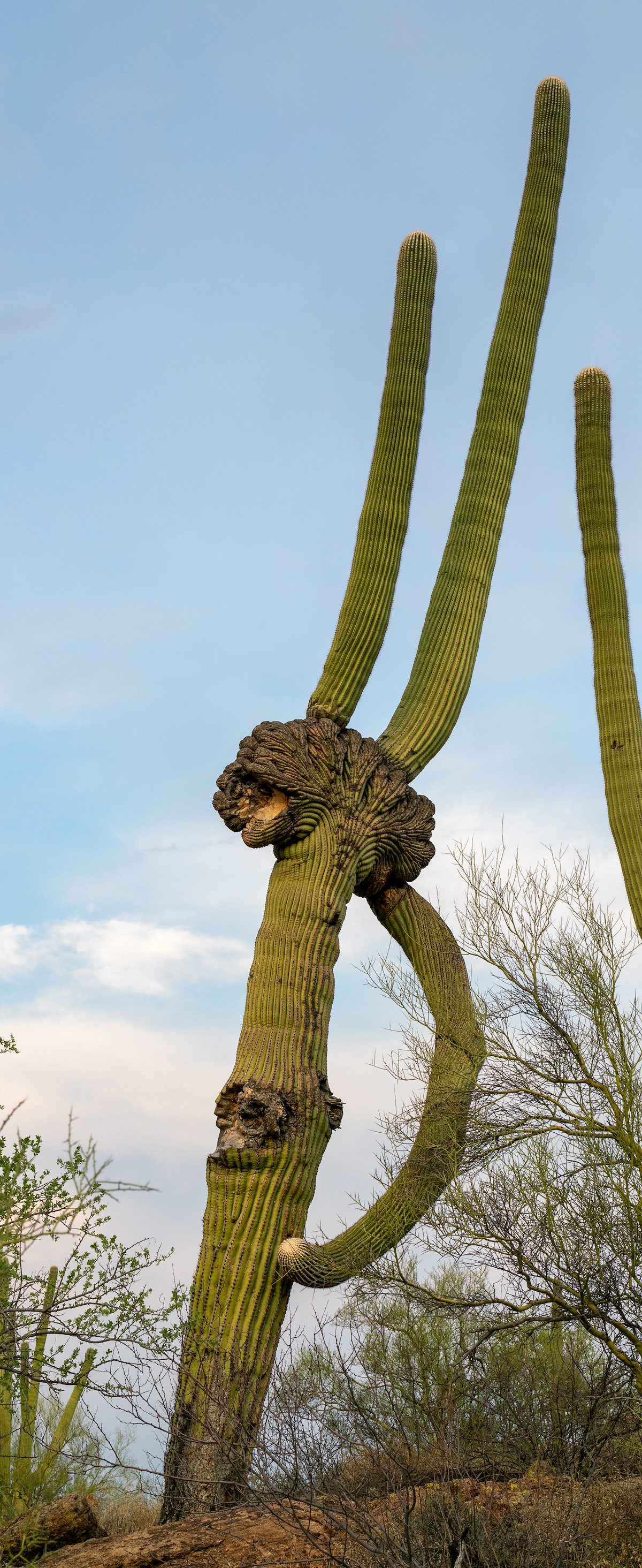 2020 August Interesting Saguaro