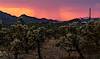 2020 August Storm over Picacho from Veterans Trail North