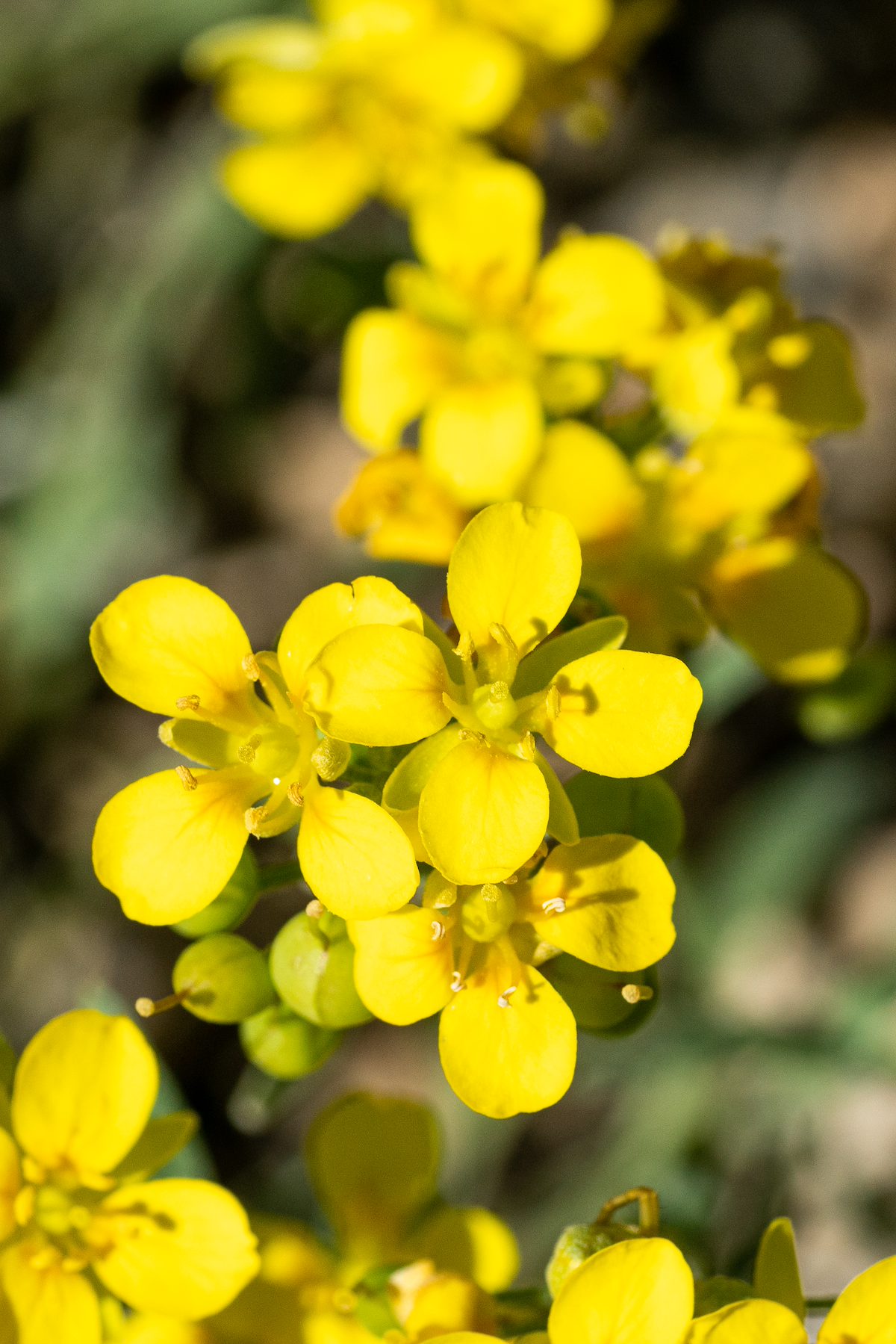 2020 February Bladderpod on the Ruiz Trail