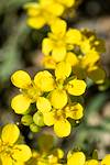 2020 February Bladderpod on the Ruiz Trail