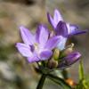 A small purple flower in bloom.