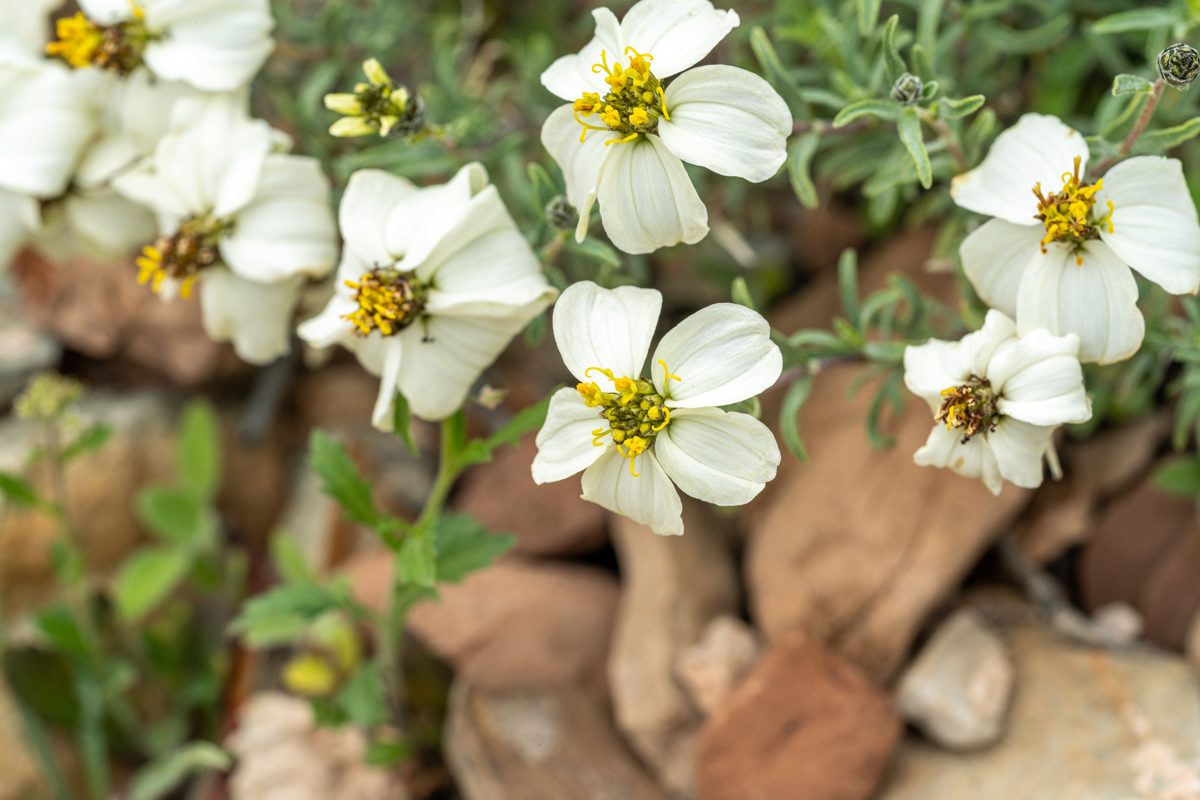 Desert Zinnia - five white pedals with a yellow center - cut across the frame with green stems and red rocks in the background.