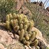 20+ columns of spined cactus emerge from the rock - a Golden Hedgehog on the slopes of Ragged Top.