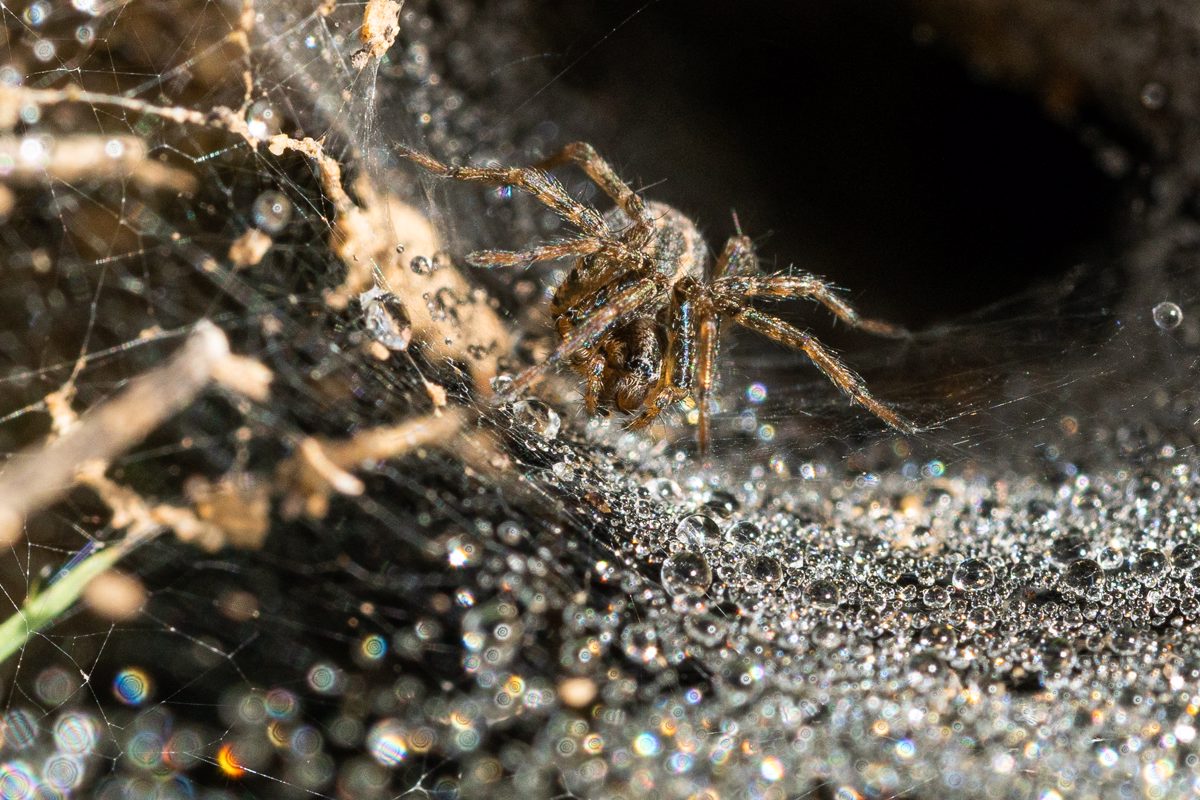 A spider waits on a dew covered web for its next meal.