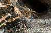 A spider waits on a dew covered web for its next meal.