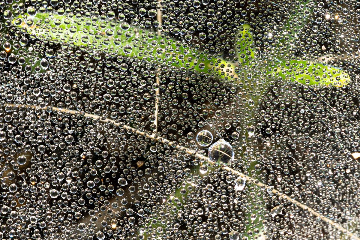 A layer of water droplets is suspended mid-air by a spider web.