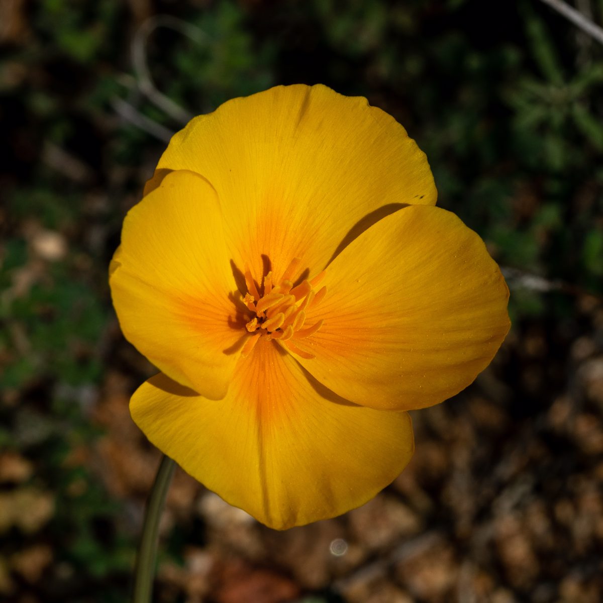 2020 February Poppy near the Hope Camp Trail