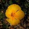 2020 February Poppy near the Hope Camp Trail