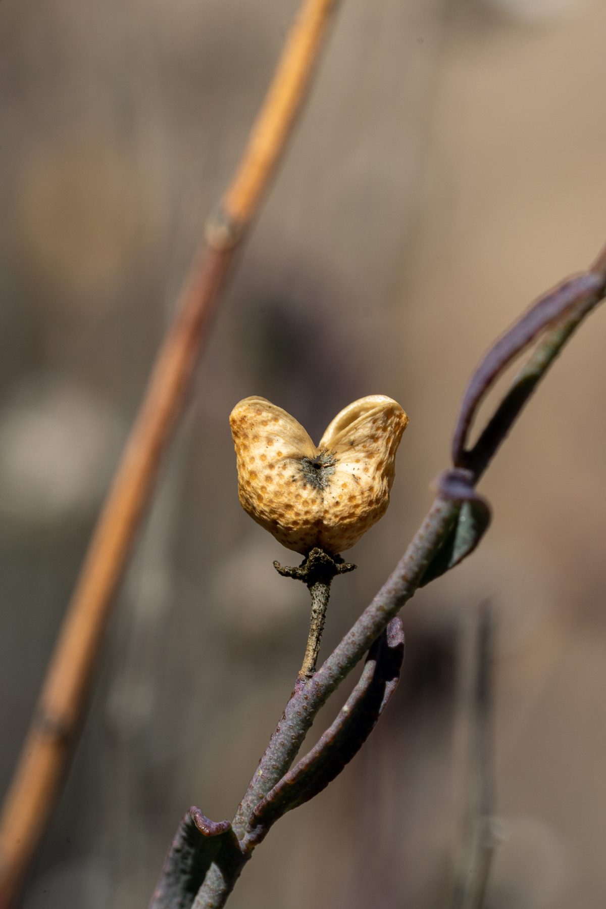 2020 February Rue of the Mountain on the North Coyote Wash Trail 01