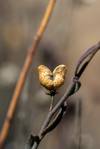 2020 February Rue of the Mountain on the North Coyote Wash Trail 01