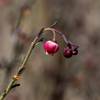 2020 February Rue of the Mountain on the North Coyote Wash Trail 02