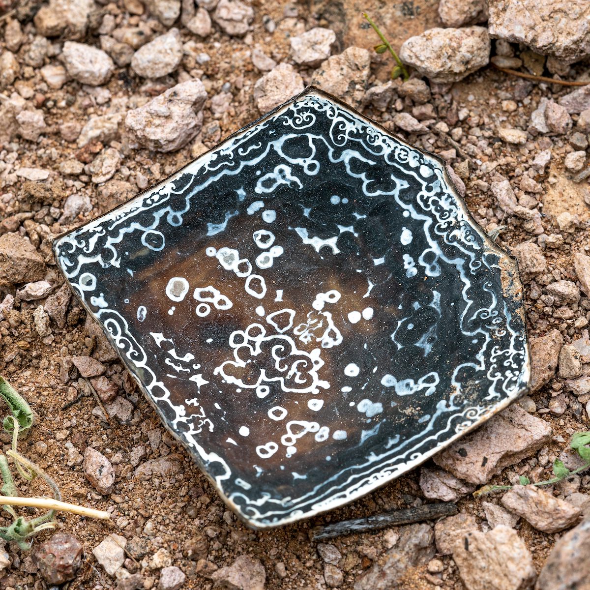 Intricate white patterns - curves, swirls, cirlces, lines - adorn the dark underside of a piece of a Desert Tortoise Shell.