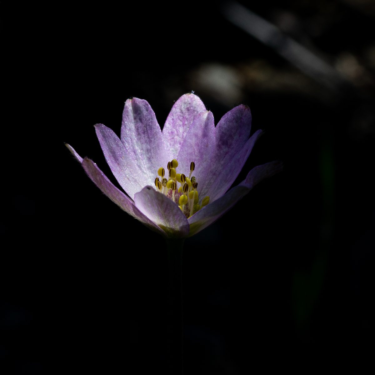 Purplish petals in the light with deep shadows in the background.