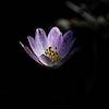 Purplish petals in the light with deep shadows in the background.