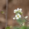 A cluster of small white flowers with yellow in the center against a blurred background.