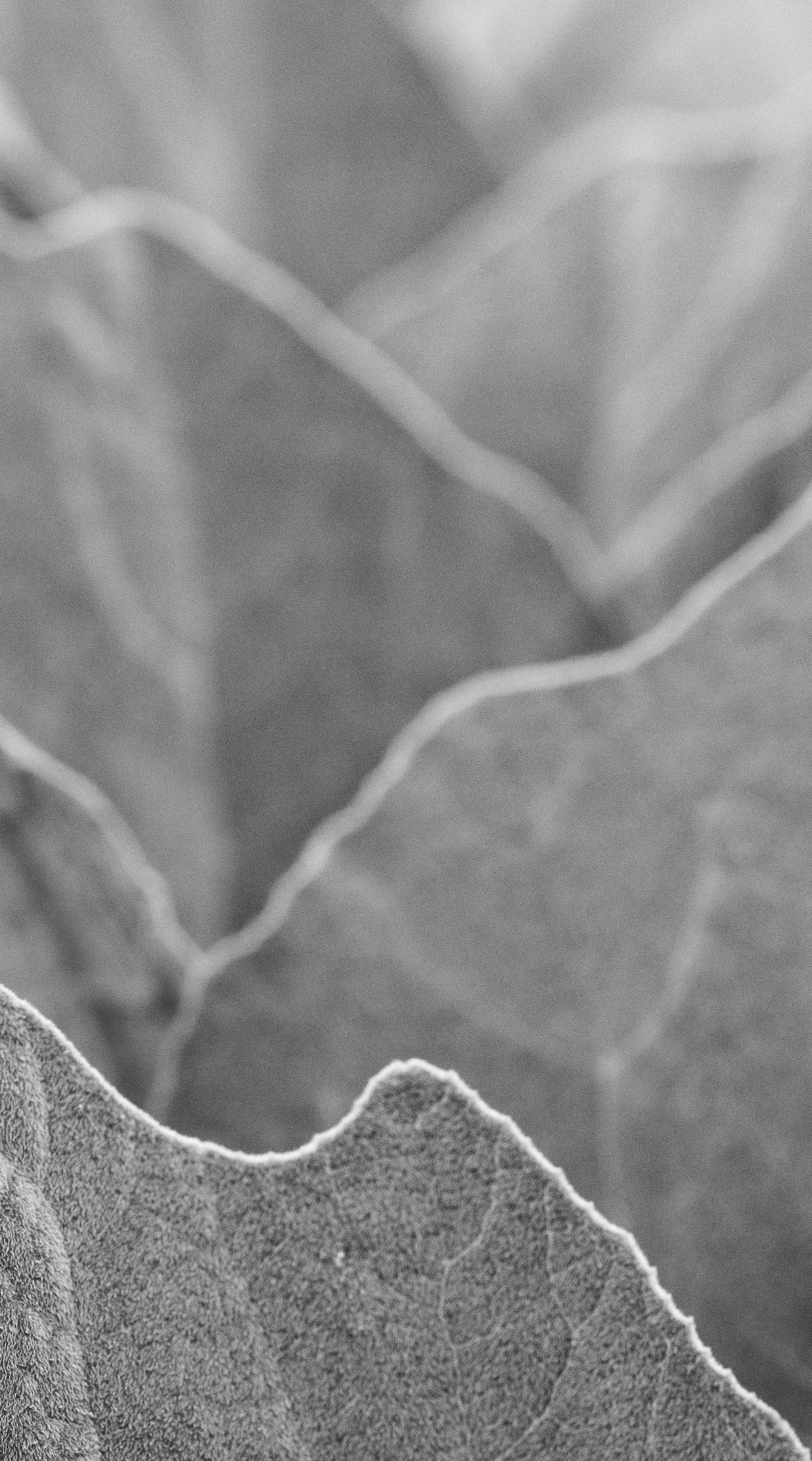 2020 July Gourd Leaves