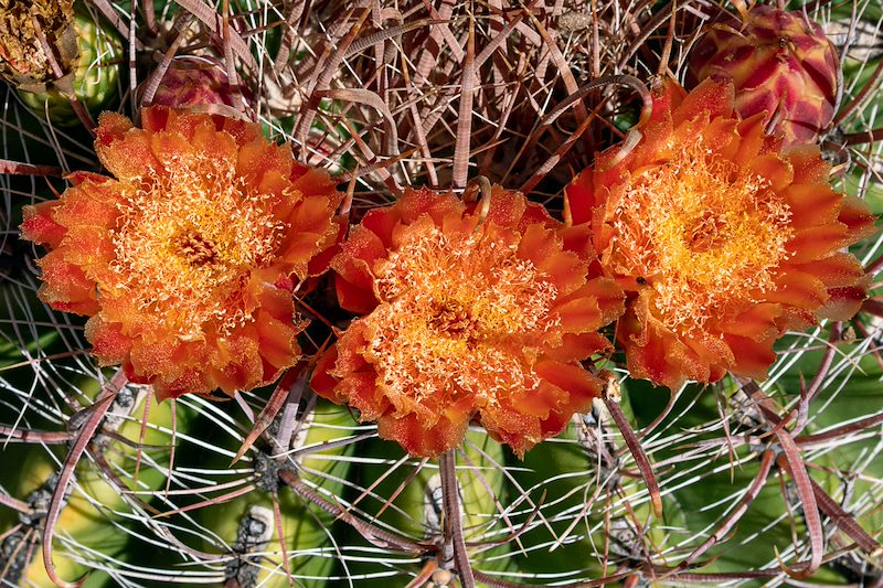 2020 June Barrel Cactus Flowers in the Waterman Mountains