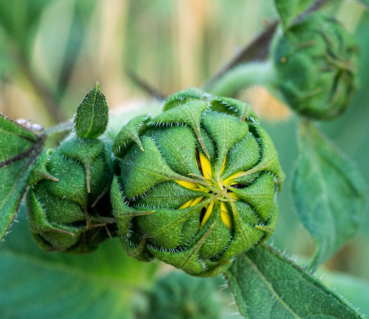 2020 June Closed Sunflower