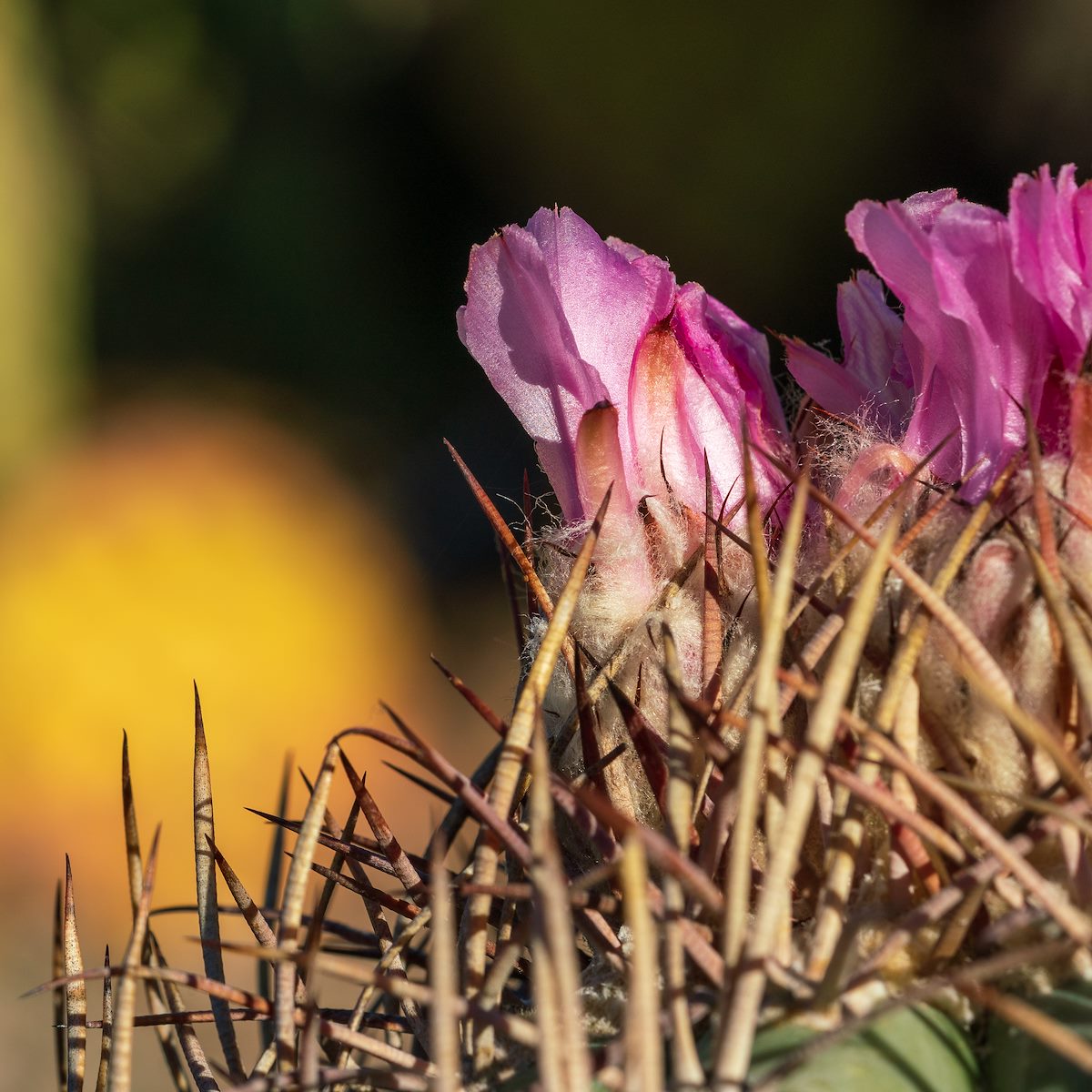 2020 June Closed Turks Head Cactus Flower