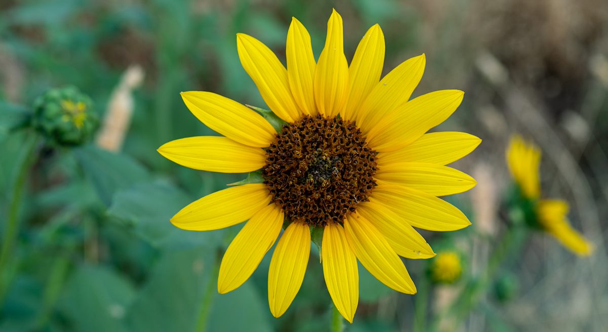 2020 June Common Sun Flower along Sasco Road