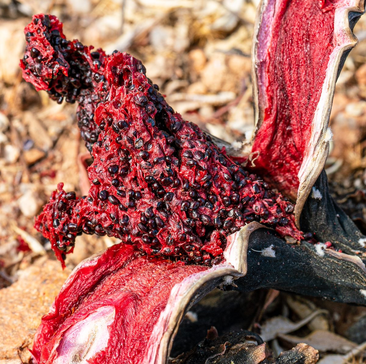 2020 June Fallen Saguaro Fruit